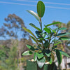 Strangler Fig Tree &