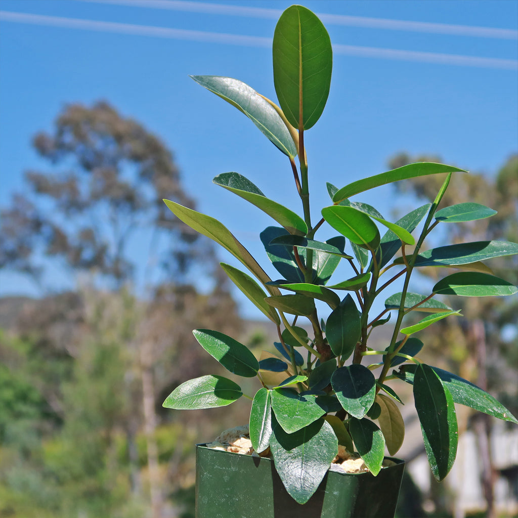 Strangler Fig Tree &