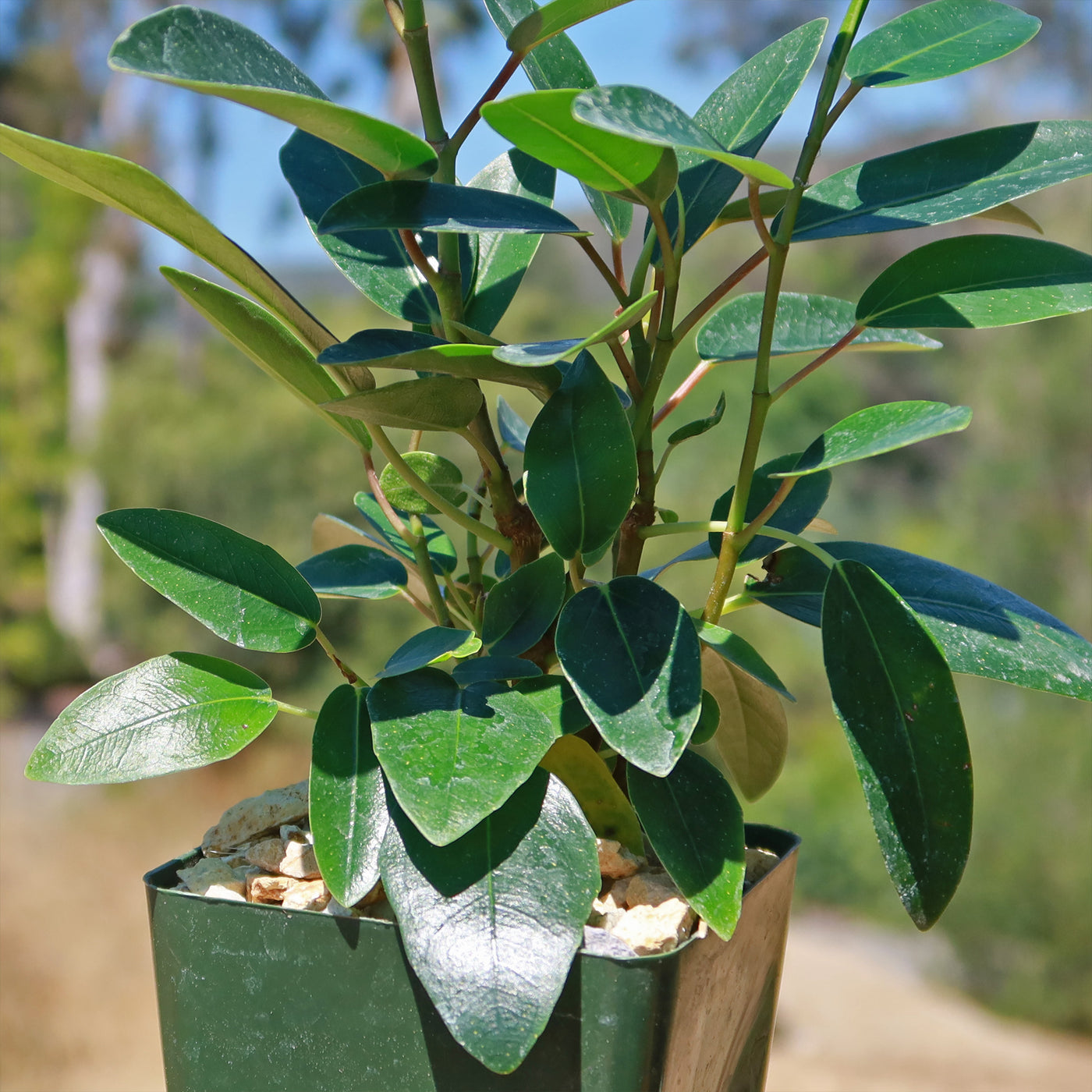 Strangler Fig Tree 'Ficus watkinsiana'