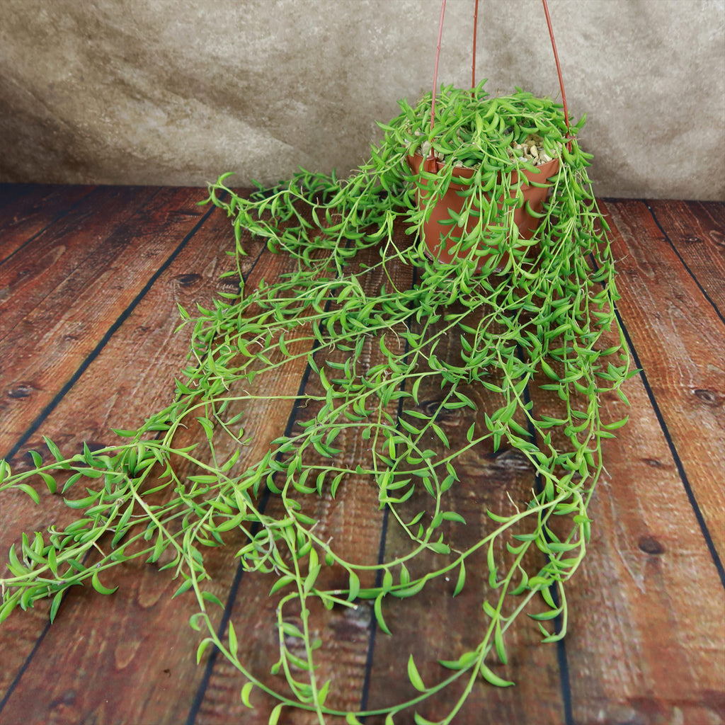 String of Bananas ‘Curio radicans’