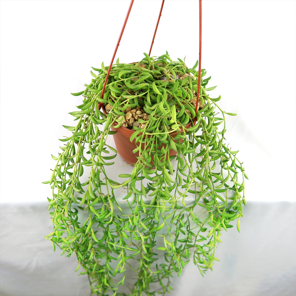 String of Bananas ‘Curio radicans’