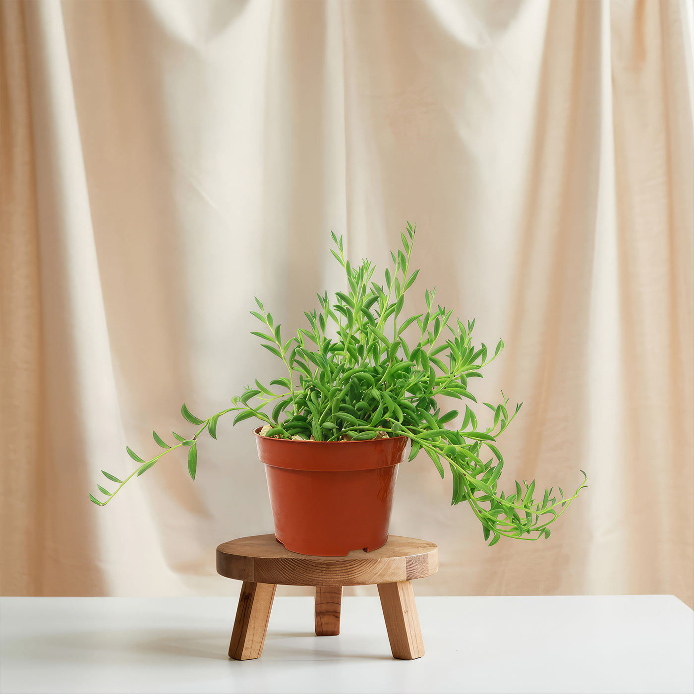 banana succulent care String of Bananas ‘Curio radicans’