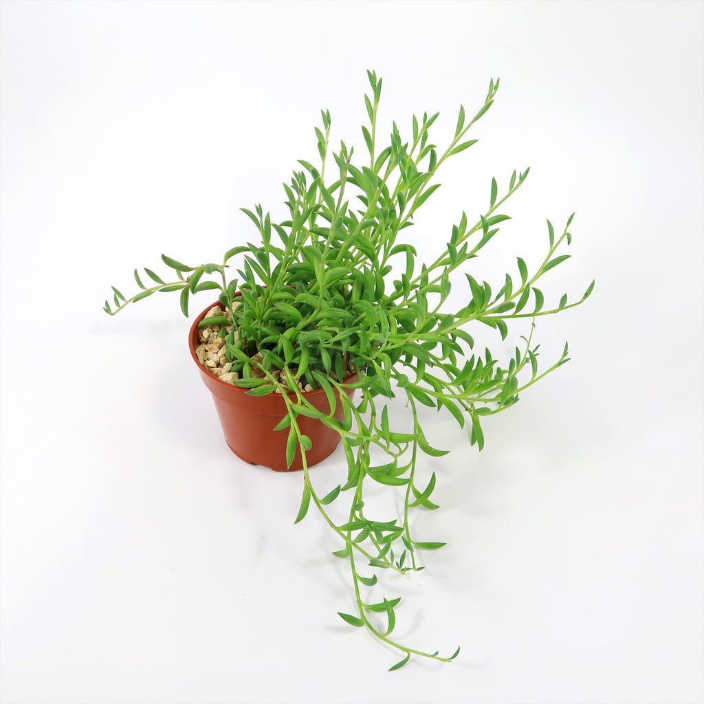 String of Bananas ‘Curio radicans’