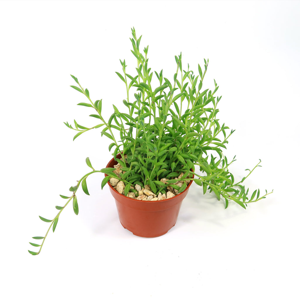 String of Bananas ‘Curio radicans’