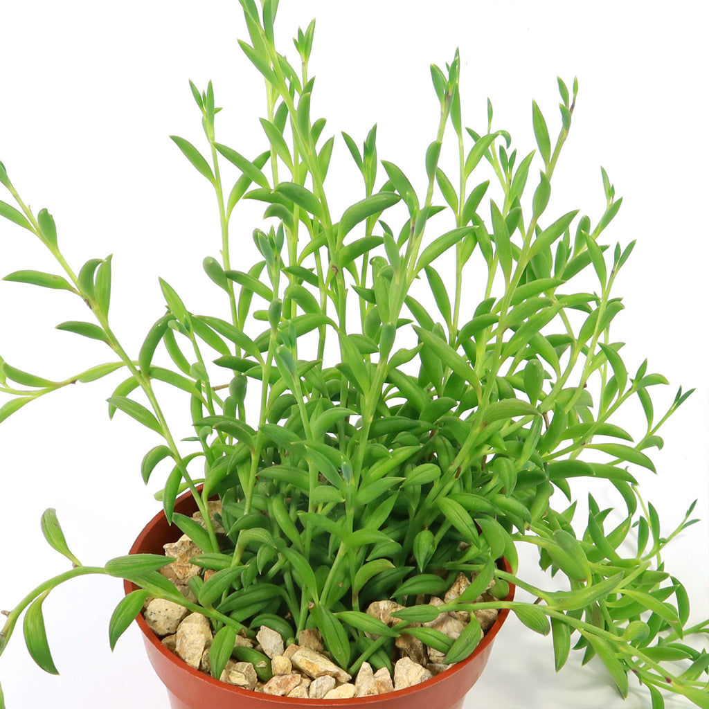 String of Bananas ‘Curio radicans’