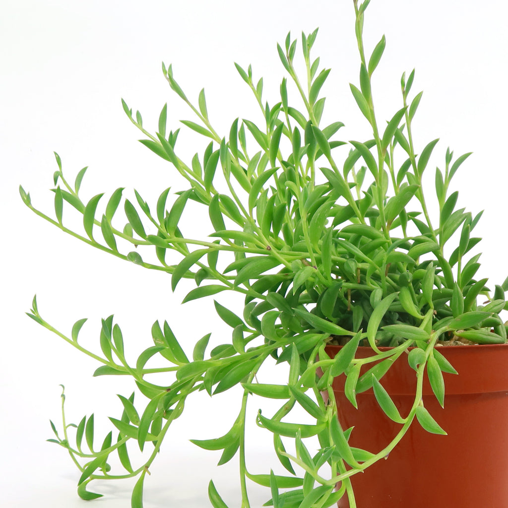 String of Bananas ‘Curio radicans’