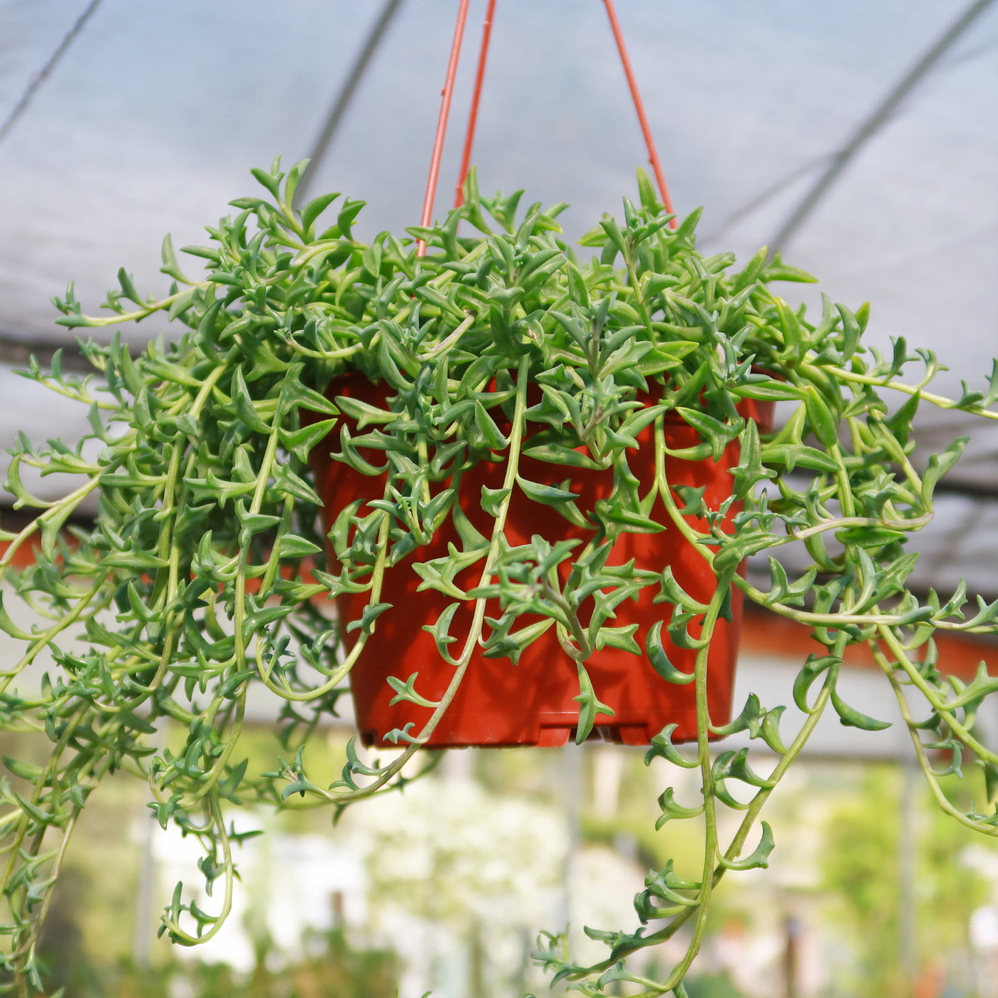 succulent string of dolphins String of Dolphins 'Senecio peregrinus' 6" Pot / White / Without Pot