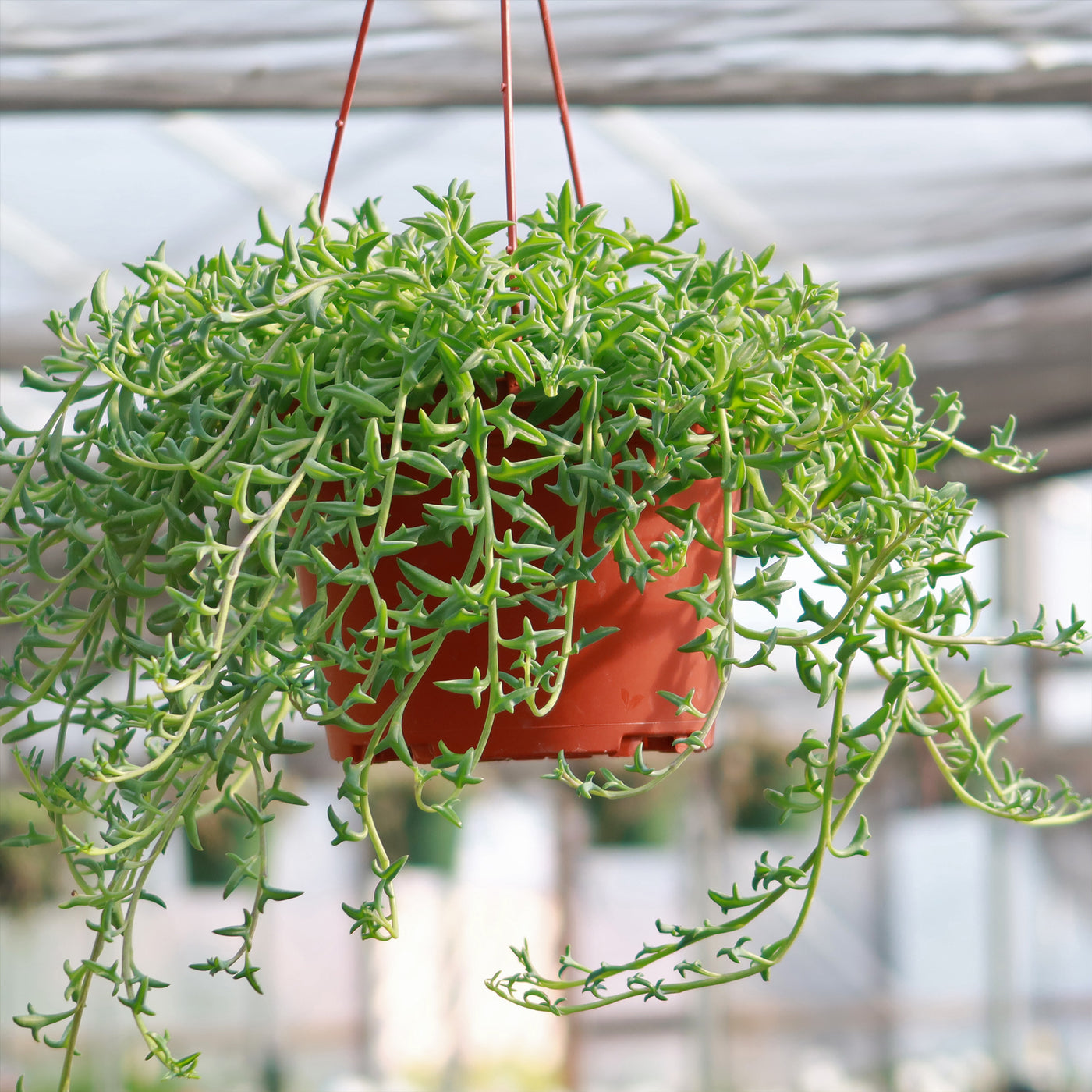 dolphin indoor plant String of Dolphins 'Senecio peregrinus' 6" Pot / White / Without Pot