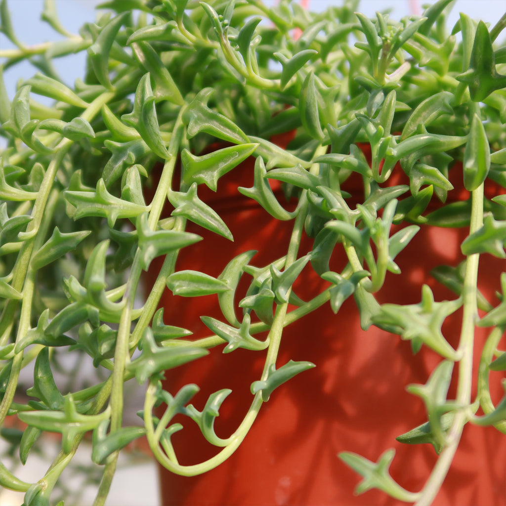 String of Dolphins &