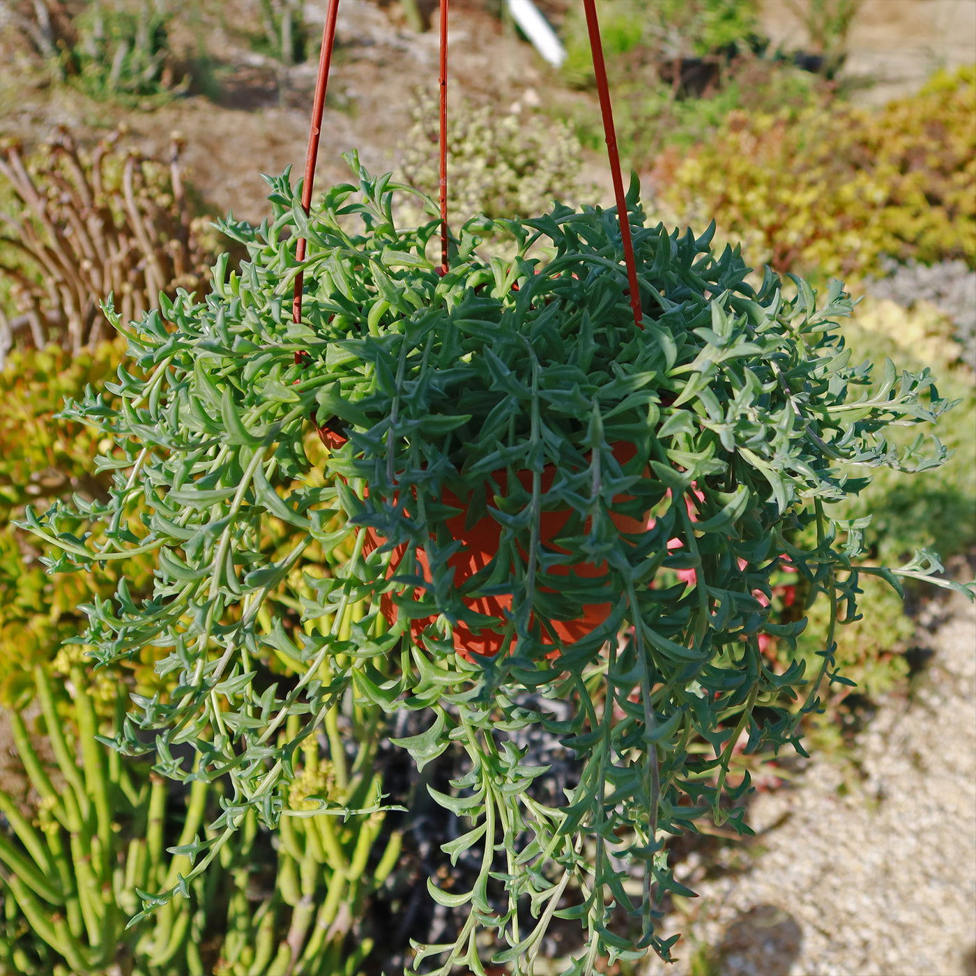 dolphin succulents near me String of Dolphins 'Senecio peregrinus' 6" Pot / White / Without Pot
