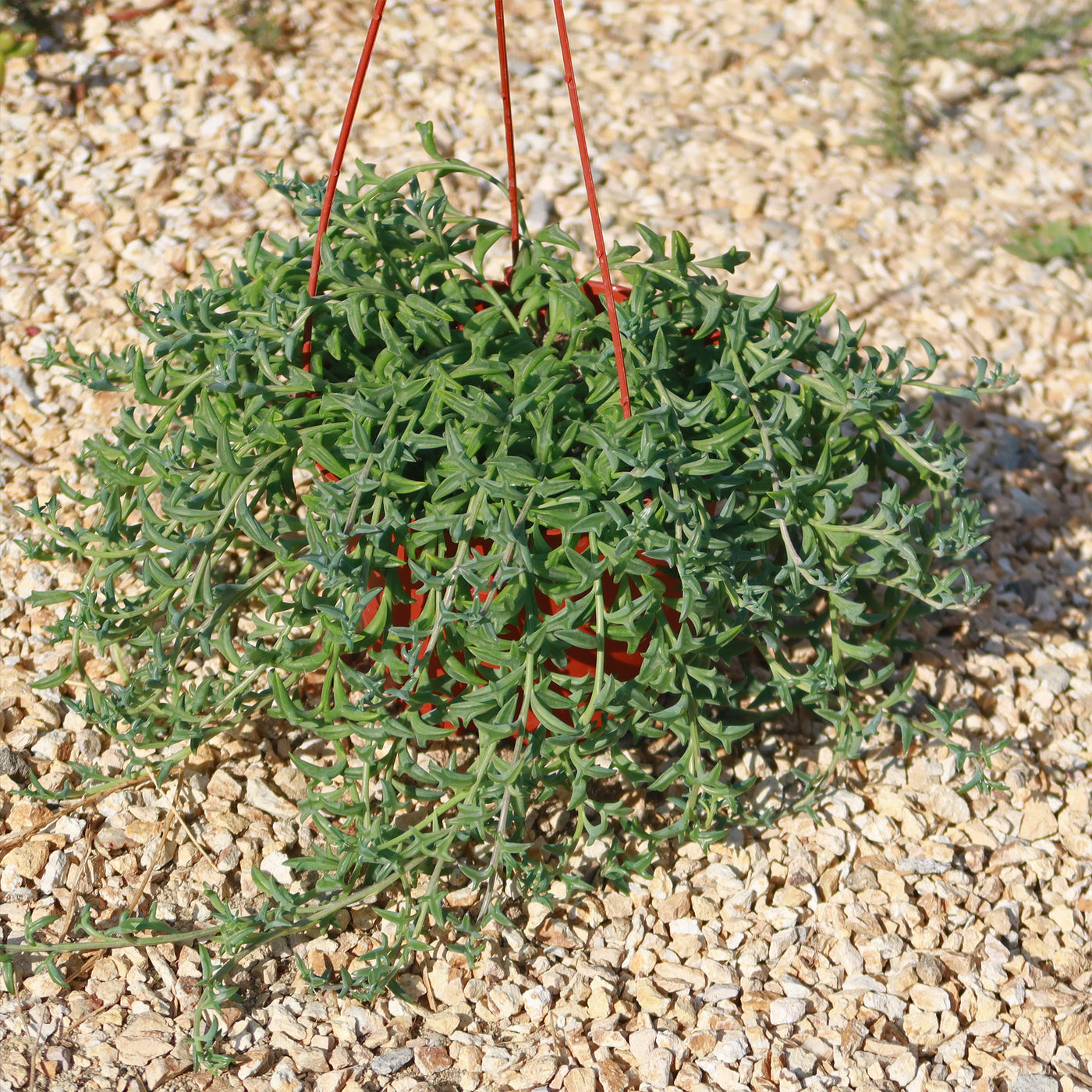 String of Dolphins 'Senecio peregrinus'