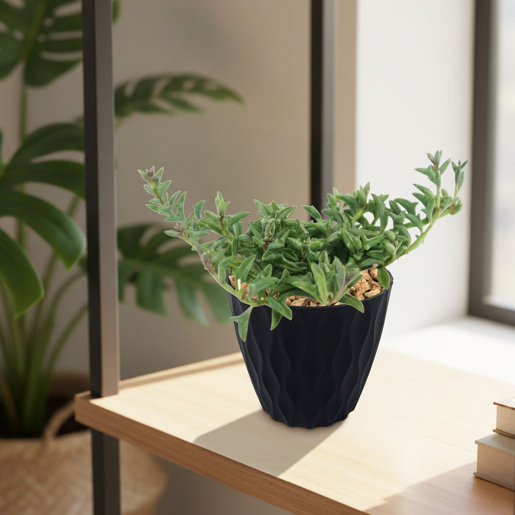 String of Dolphins &