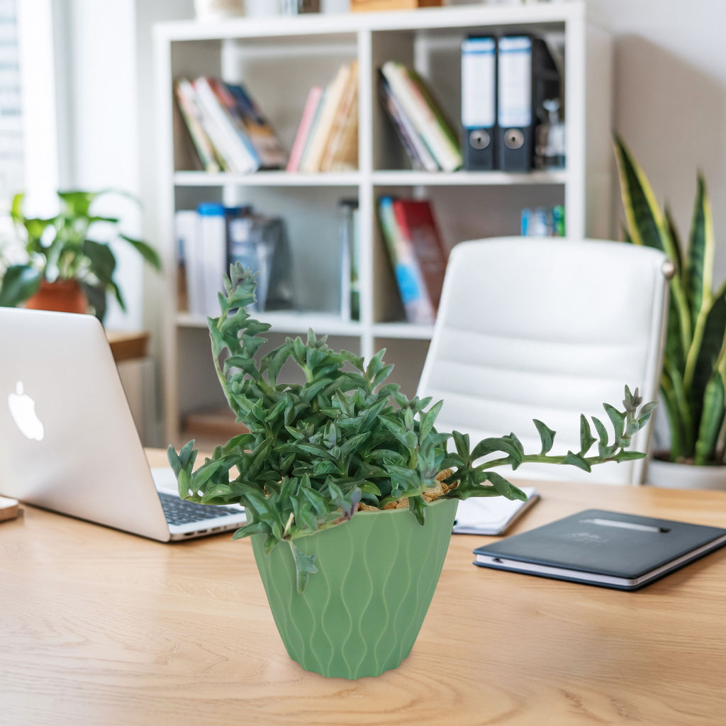 String of Dolphins (Senecio peregrinus) in a green pot on a wooden desk in a modern office, next to a laptop and tablet.