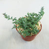 String of Dolphins (Senecio peregrinus) succulent in a red-brown pot with pebbles, featuring trailing green, dolphin-shaped leaves.