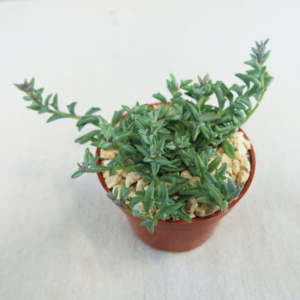 String of Dolphins (Senecio peregrinus) succulent in a red-brown pot with pebbles, featuring trailing green, dolphin-shaped leaves.