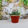 String of Dolphins (Senecio peregrinus) in a brown plastic pot on a beige surface, with a blurred stone wall and green vines behind.