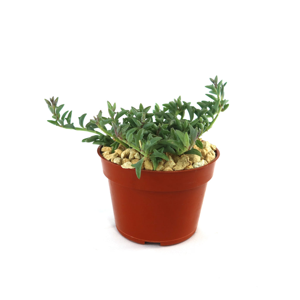 String of Dolphins &