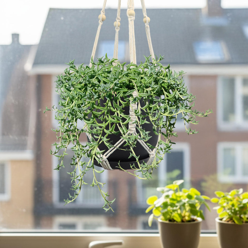 String of Dolphins &