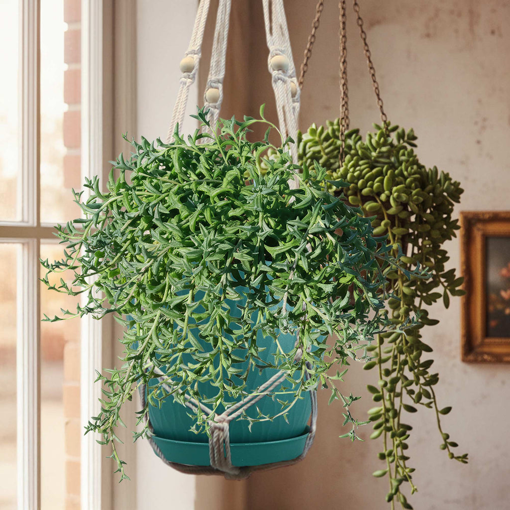 String of Dolphins &