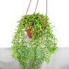 String of Fishhook Plant - Senecio Radicans &