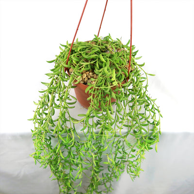 String of Fishhook Plant - Senecio Radicans 'Glauca'