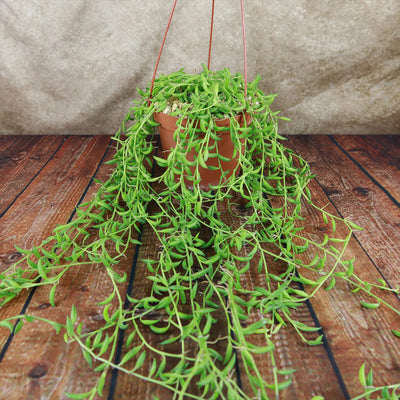 String of Fishhook Plant - Senecio Radicans 'Glauca'