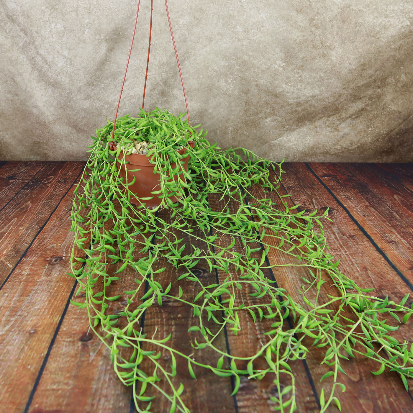 String of Fishhook Plant - Senecio Radicans 'Glauca'