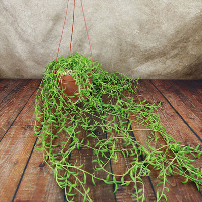 String of Fishhook Plant - Senecio Radicans 'Glauca'