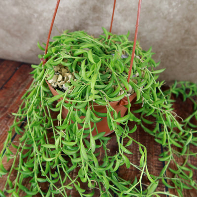 String of Fishhook Plant - Senecio Radicans 'Glauca'
