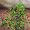 String of Fishhook Plant - Senecio Radicans &