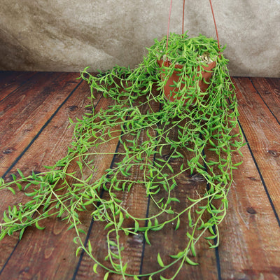String of Fishhook Plant - Senecio Radicans 'Glauca'