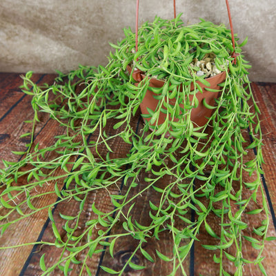 String of Fishhook Plant - Senecio Radicans 'Glauca'