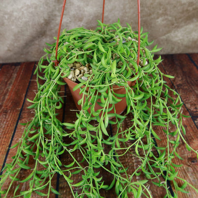String of Fishhook Plant - Senecio Radicans 'Glauca'