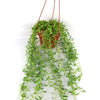String of Fishhook Plant - Senecio Radicans &