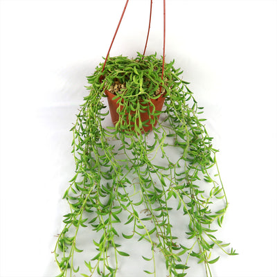 String of Fishhook Plant - Senecio Radicans 'Glauca'