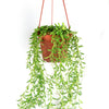 String of Fishhook Plant - Senecio Radicans &