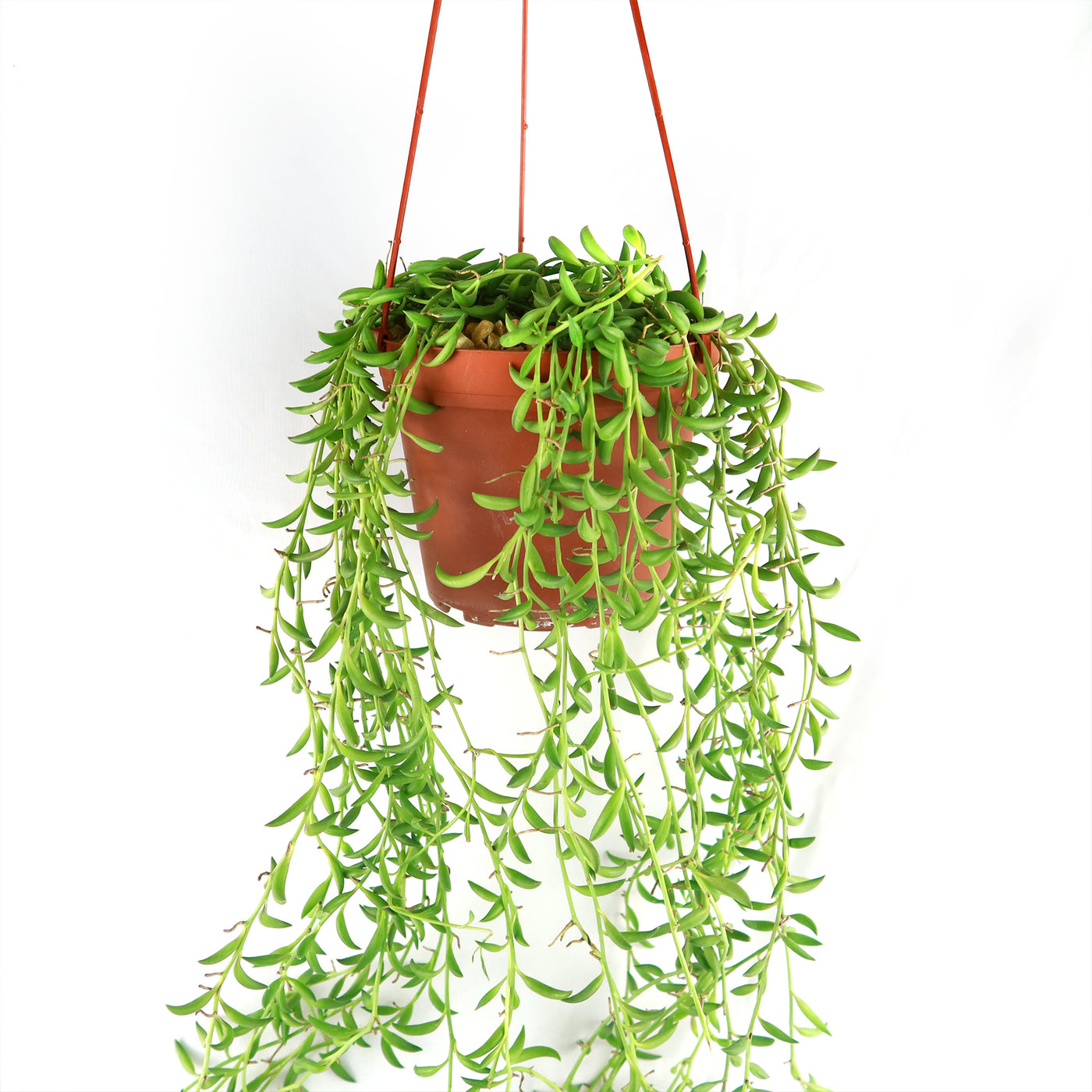 String of Fishhook Plant - Senecio Radicans 'Glauca'
