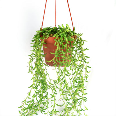 String of Fishhook Plant - Senecio Radicans 'Glauca'
