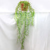 String of Fishhook Plant - Senecio Radicans &