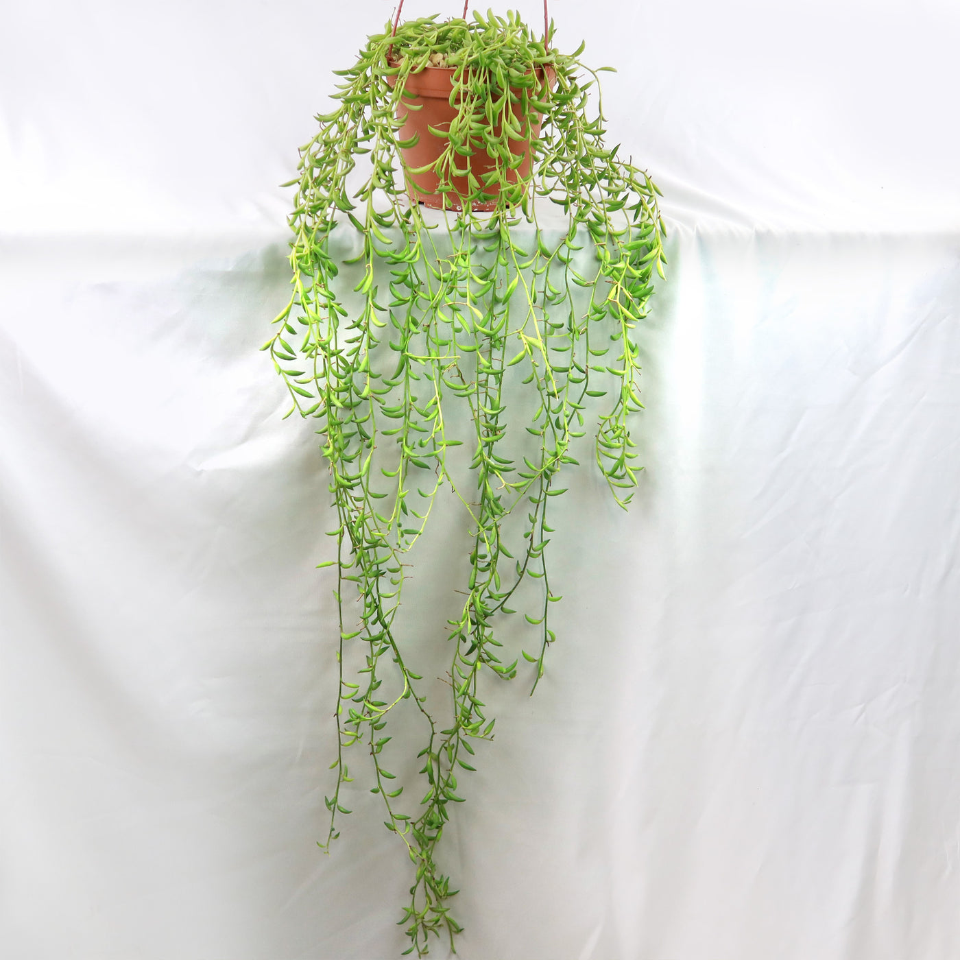 String of Fishhook Plant - Senecio Radicans 'Glauca'