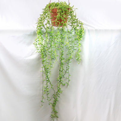 String of Fishhook Plant - Senecio Radicans 'Glauca'