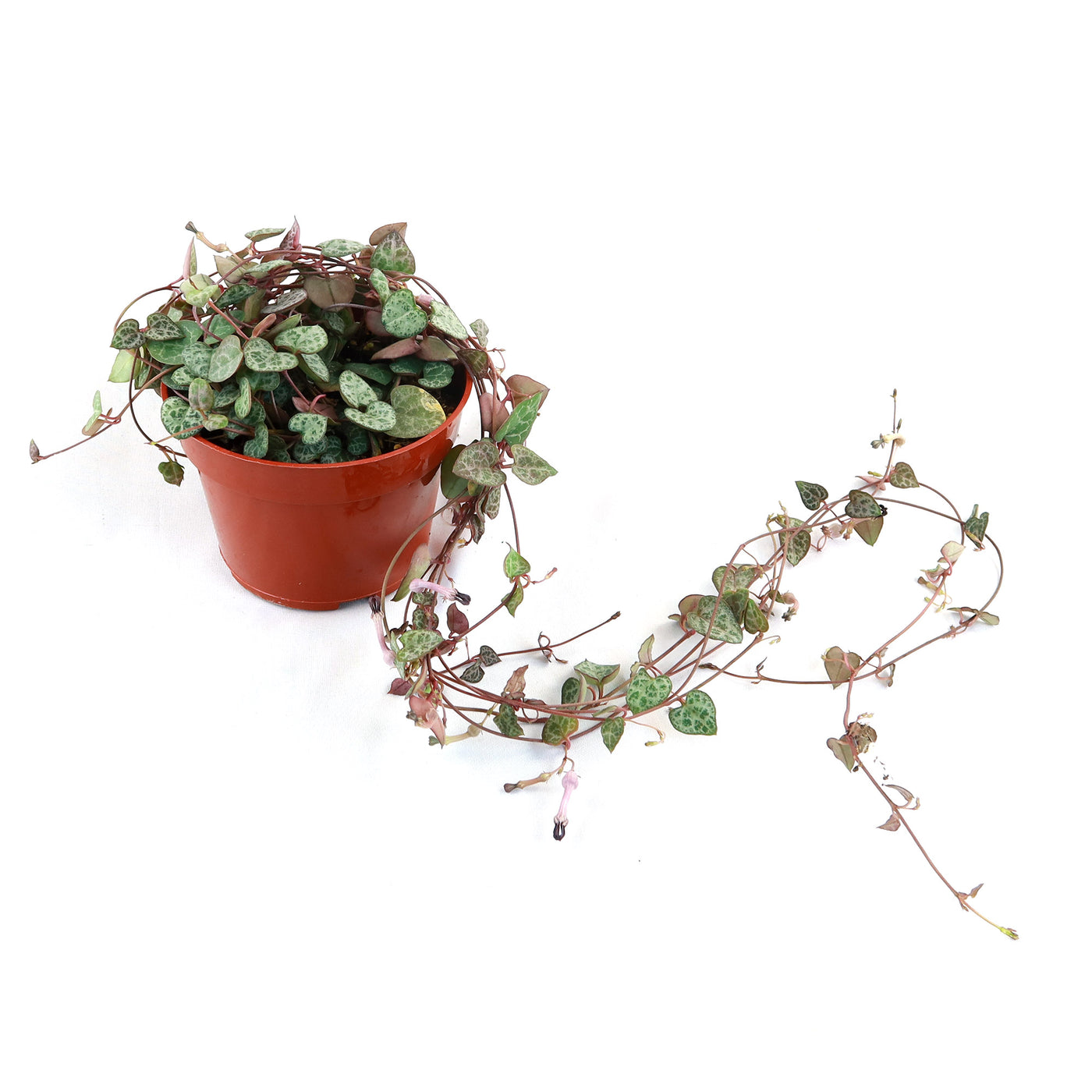 woodie's indoor plants String of Hearts Plant – Ceropegia woodii 4" Pot