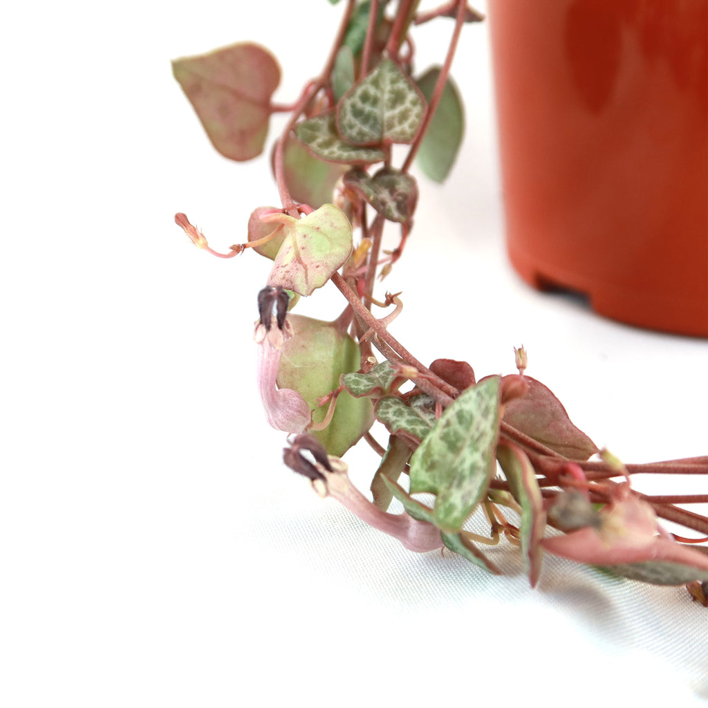 String of Hearts Plant – Ceropegia woodii