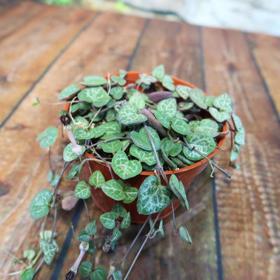 String of Hearts Plant – Ceropegia woodii 4
