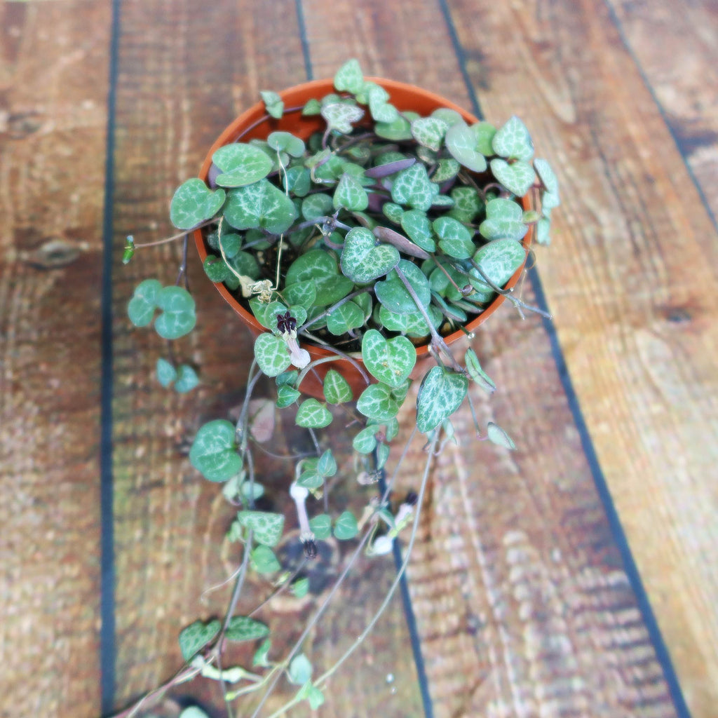 String of Hearts Plant – Ceropegia woodii