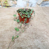 String of Hearts Plant – Ceropegia woodii