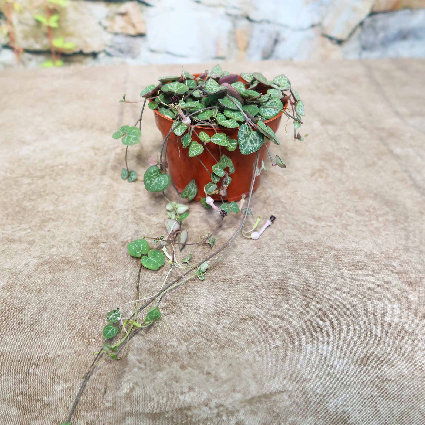 ceropegia woodii succulent String of Hearts Plant – Ceropegia woodii 4" Pot