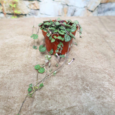 woodie's indoor plants String of Hearts Plant – Ceropegia woodii 4