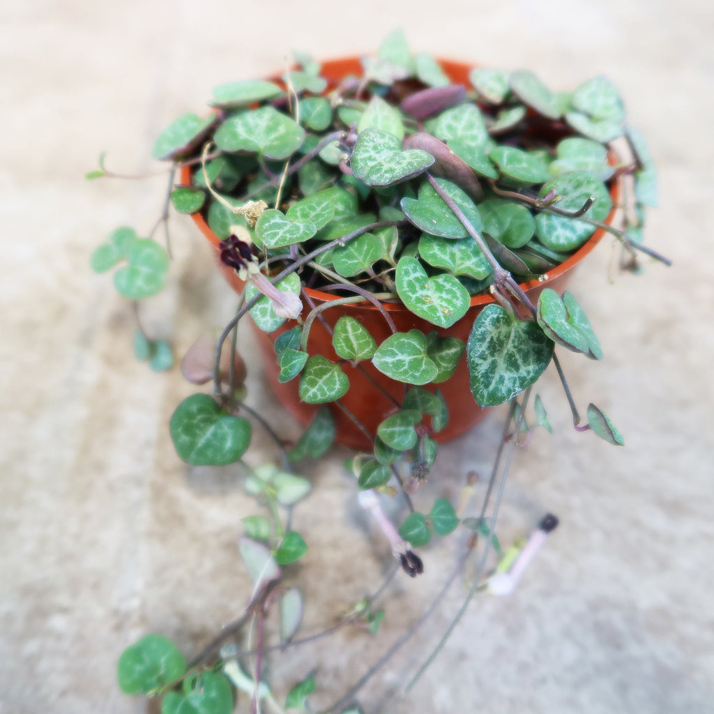 String of Hearts Plant – Ceropegia woodii