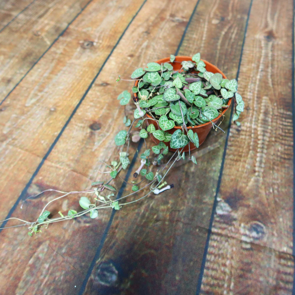 String of Hearts Plant – Ceropegia woodii